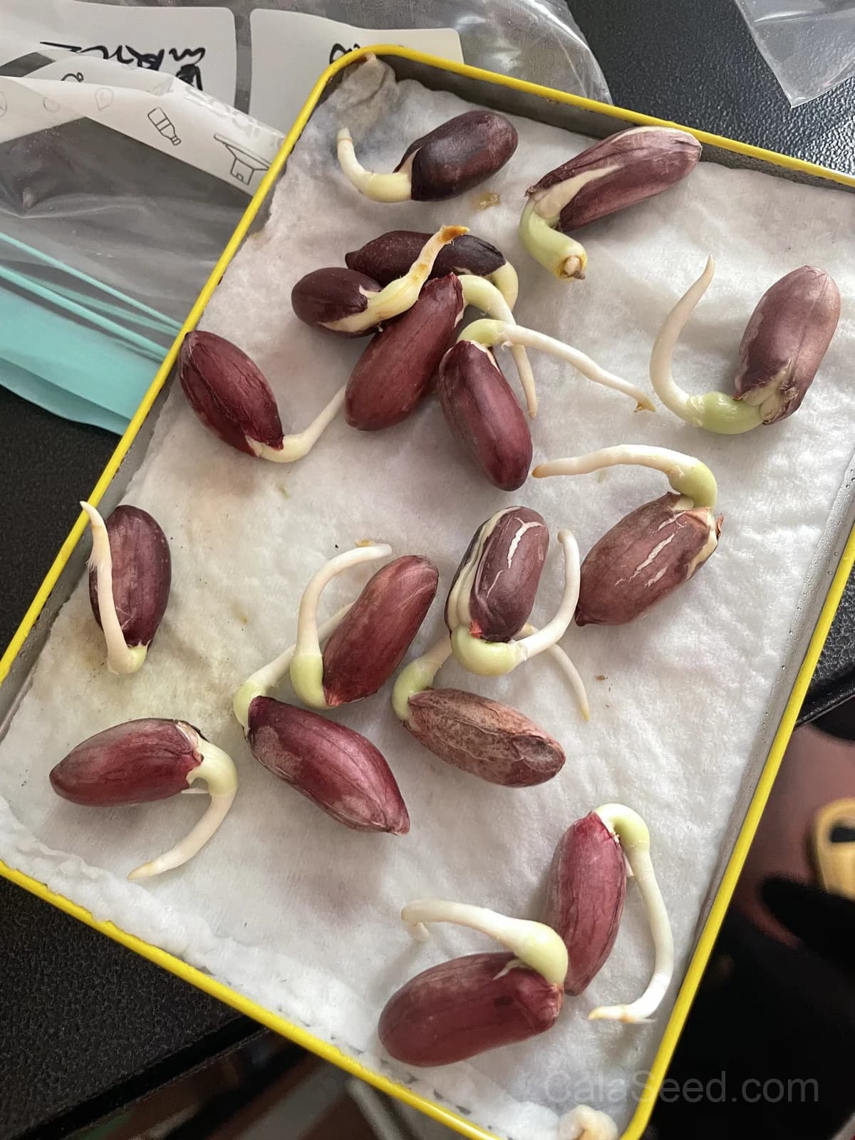 Jumbo Virginia Peanut Seeds — Large Nut Yields - View 4