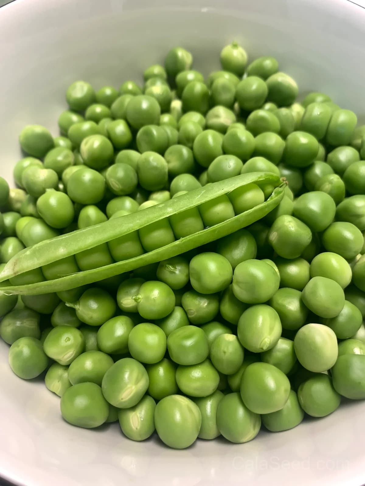 Masterpiece Pea Seeds — High-Yield Garden Vegetable - View 7