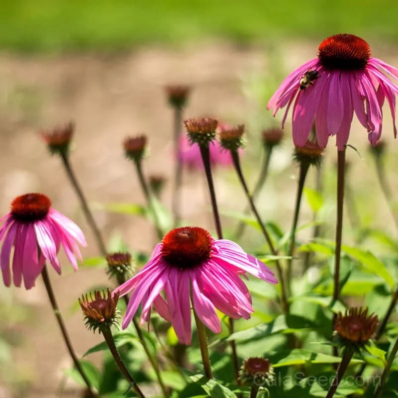 Narrow Leaf Echinacea Seeds — Native Pollinator Perennial - View 1