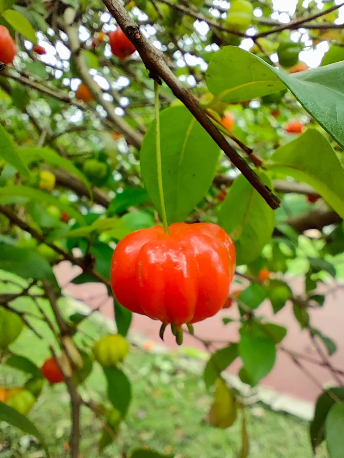 Tomande Tomato Seeds — Classic Red Slicing Variety - View 5