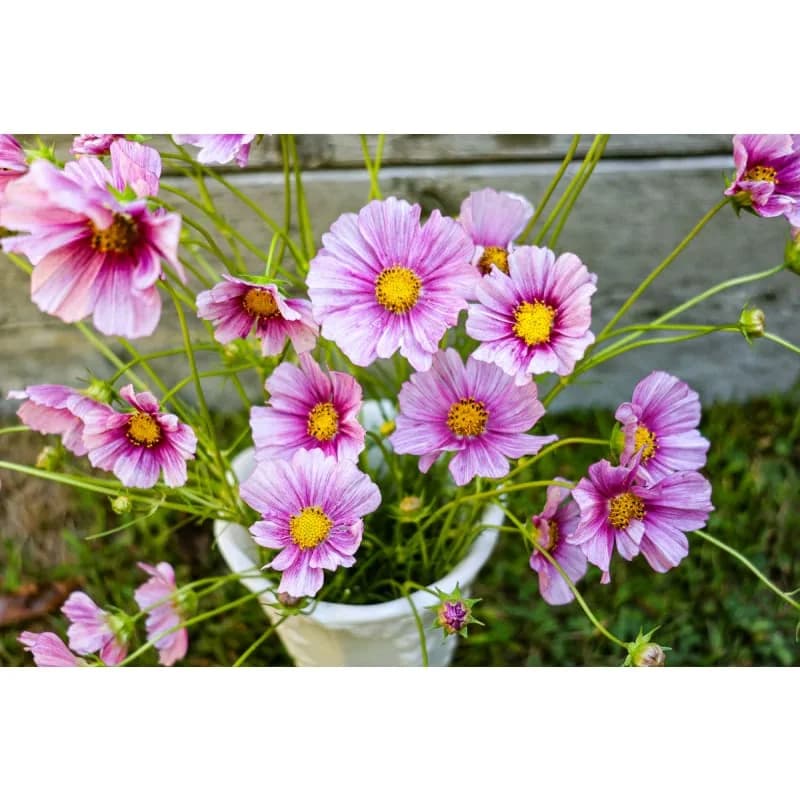 Daydream Cosmos Seeds — Ethereal Pink Summer Blooms - View 4