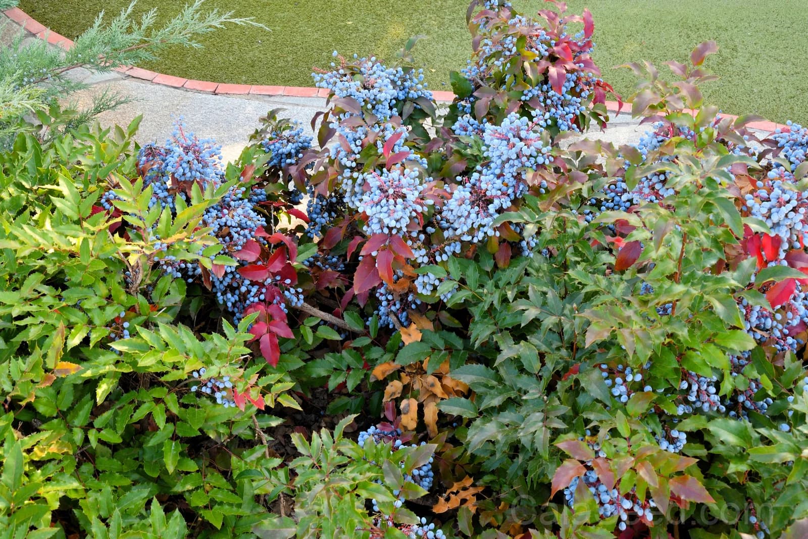 Oregon Grape 'Hollyleaved' Seeds — Edible Blue Fruit Vine - View 3