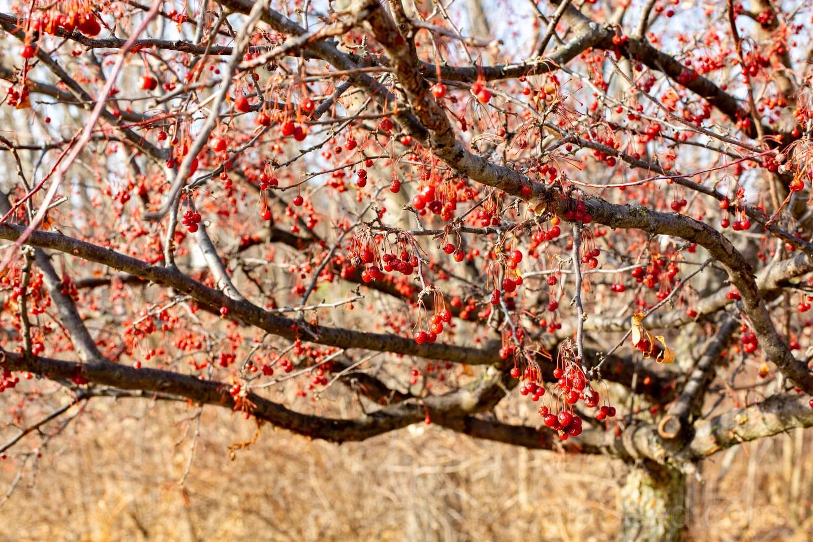 American Highbush Cranberry 'Viburnum Trilobum' Seeds — Red Fruit White Shrub - View 9