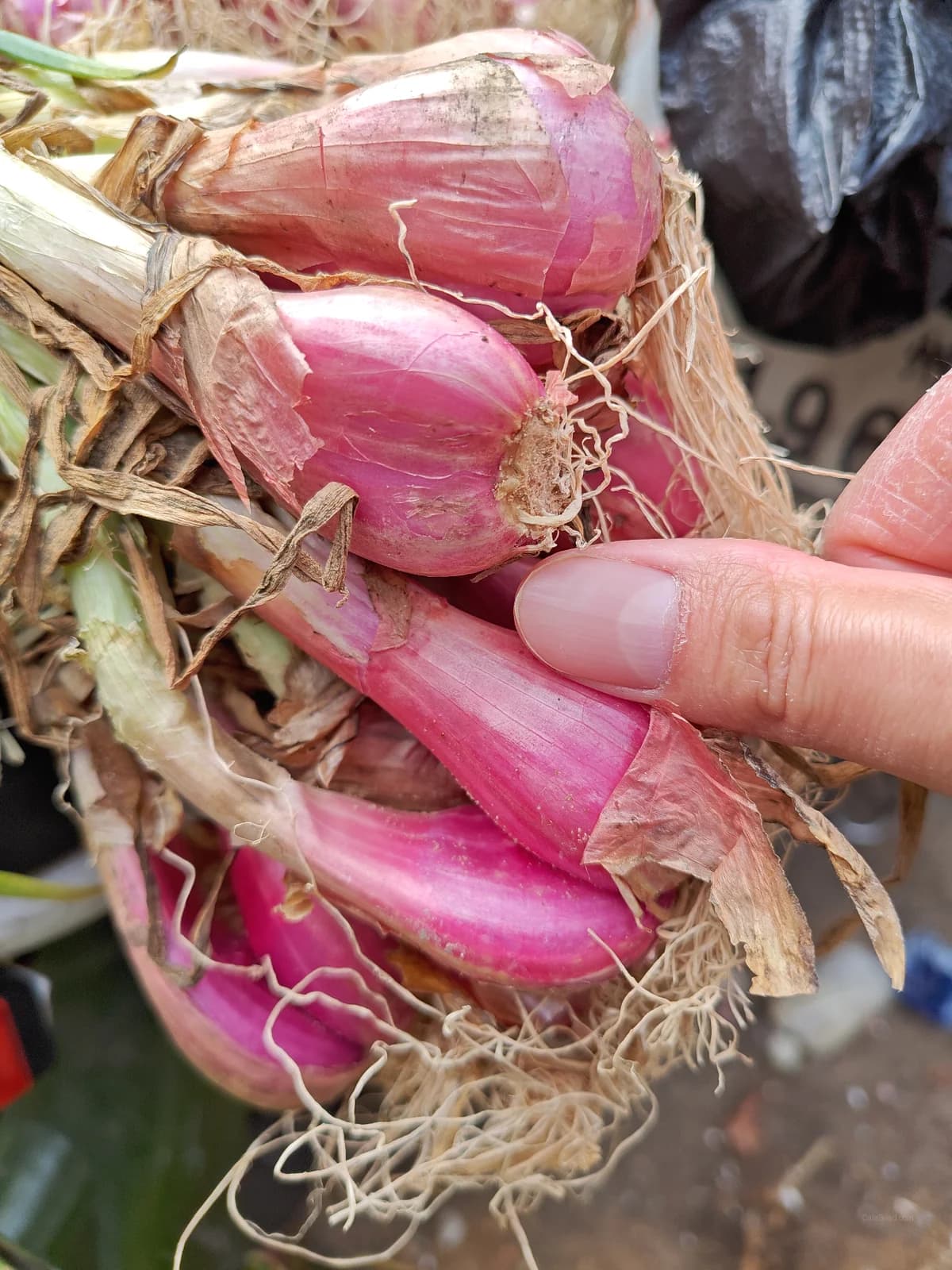 Davidor Shallots Seeds — Gourmet French Culinary Bulb - View 4