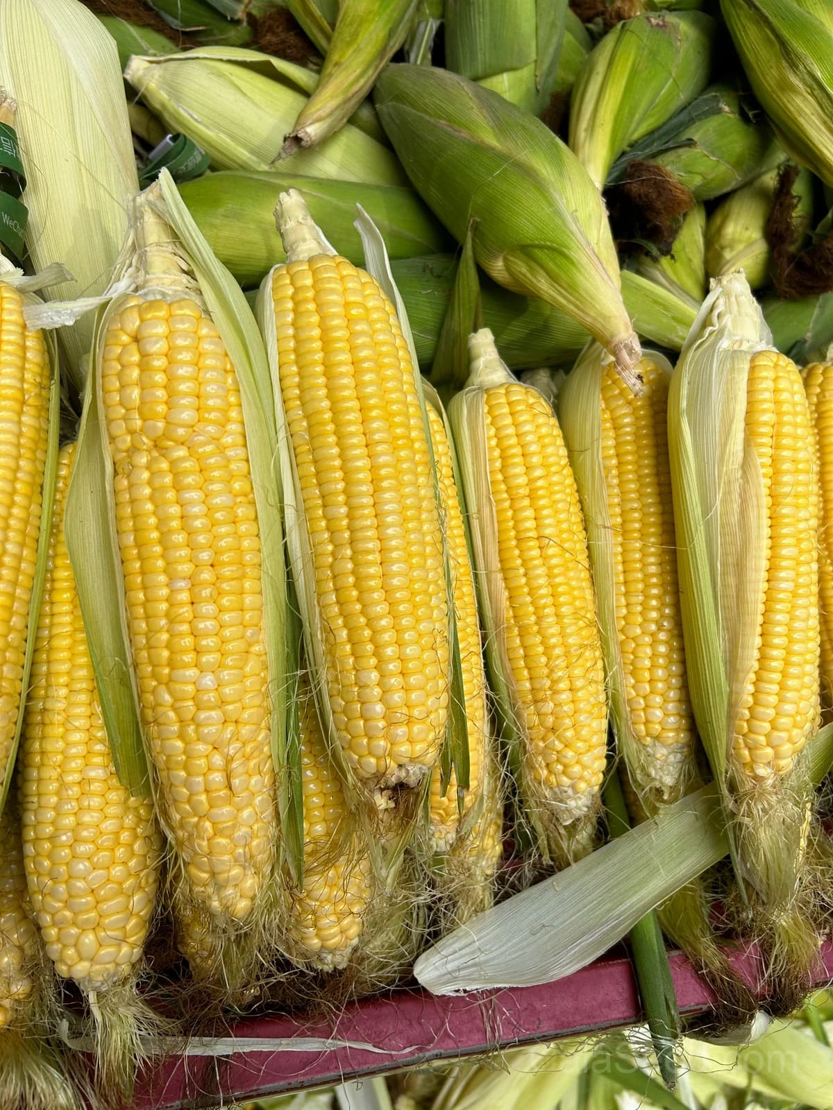 Jaws Corn Seeds — Sweet Summer Harvest - View 2