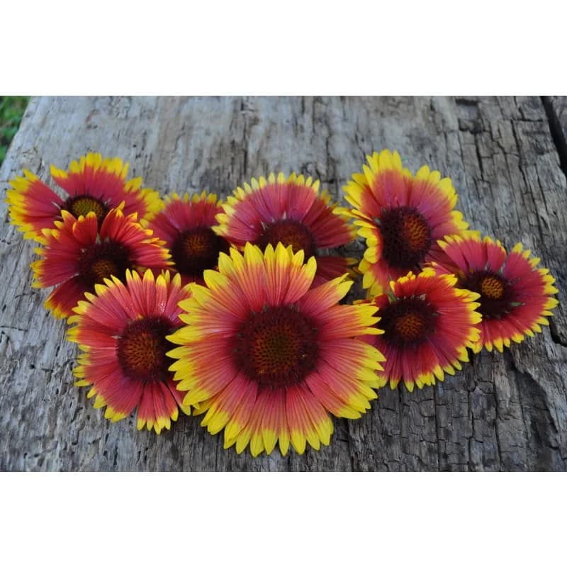 Blanket Flower Seeds — Native Perennial Wildflower - View 3
