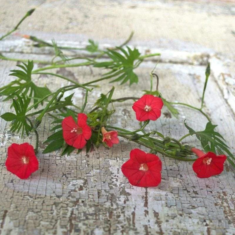Cypress Climber 'Cardinal' Seeds — Vibrant Red Climbing Vine - View 1