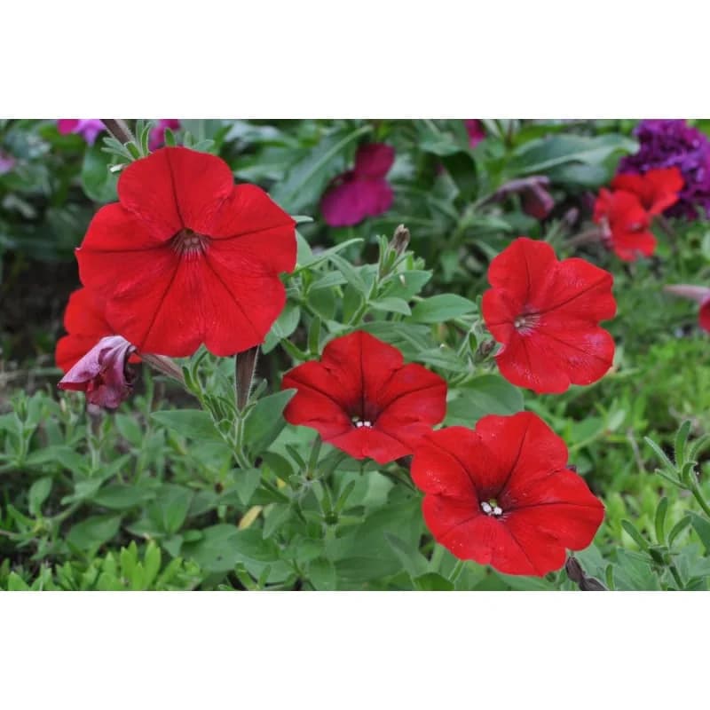 Red Easy Wave Petunia Seeds — Spreading Annual Bloom - View 2