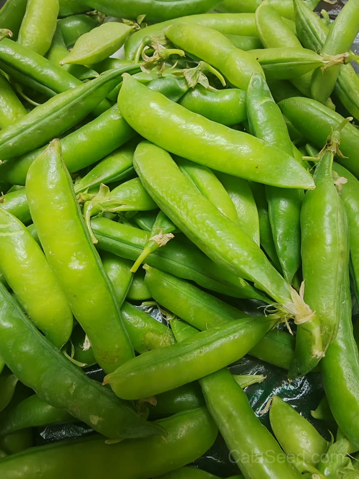 Masterpiece Pea Seeds — High-Yield Garden Vegetable - View 2