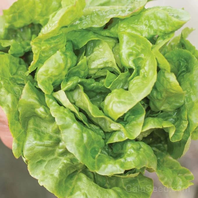 Buttercrunch Lettuce Seeds — Crisp Butterhead Variety - View 4