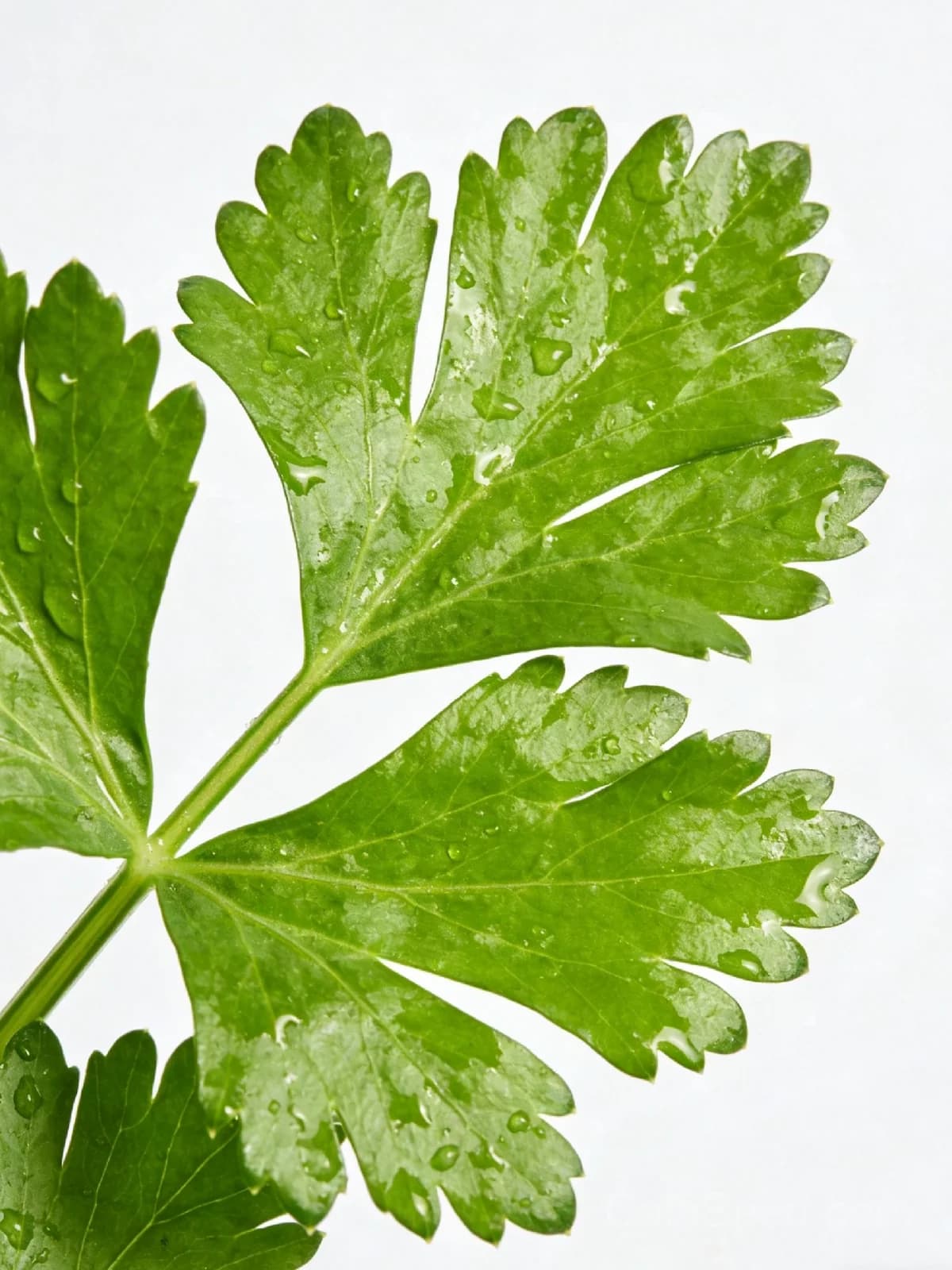 Tango Celery Seeds — Crisp Heirloom Stalks - View 5