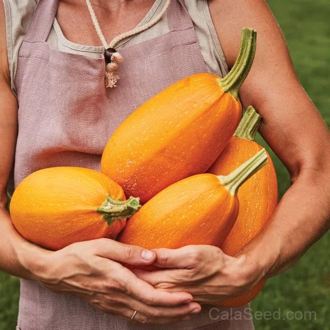 Hasta La Pasta Winter Squash Seeds — High-Yield Italian Heirloom - View 4