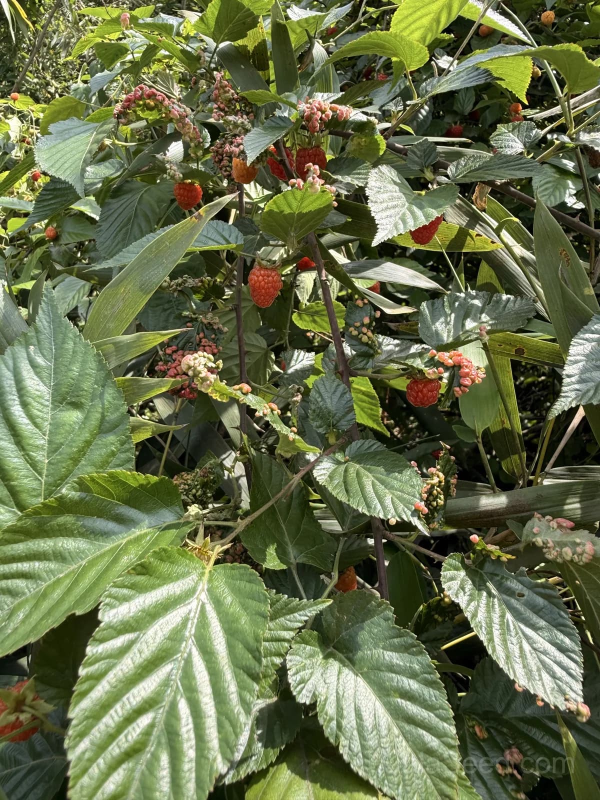 Raspberry Gold Leaf Seeds — Ornamental Edible Foliage - View 4