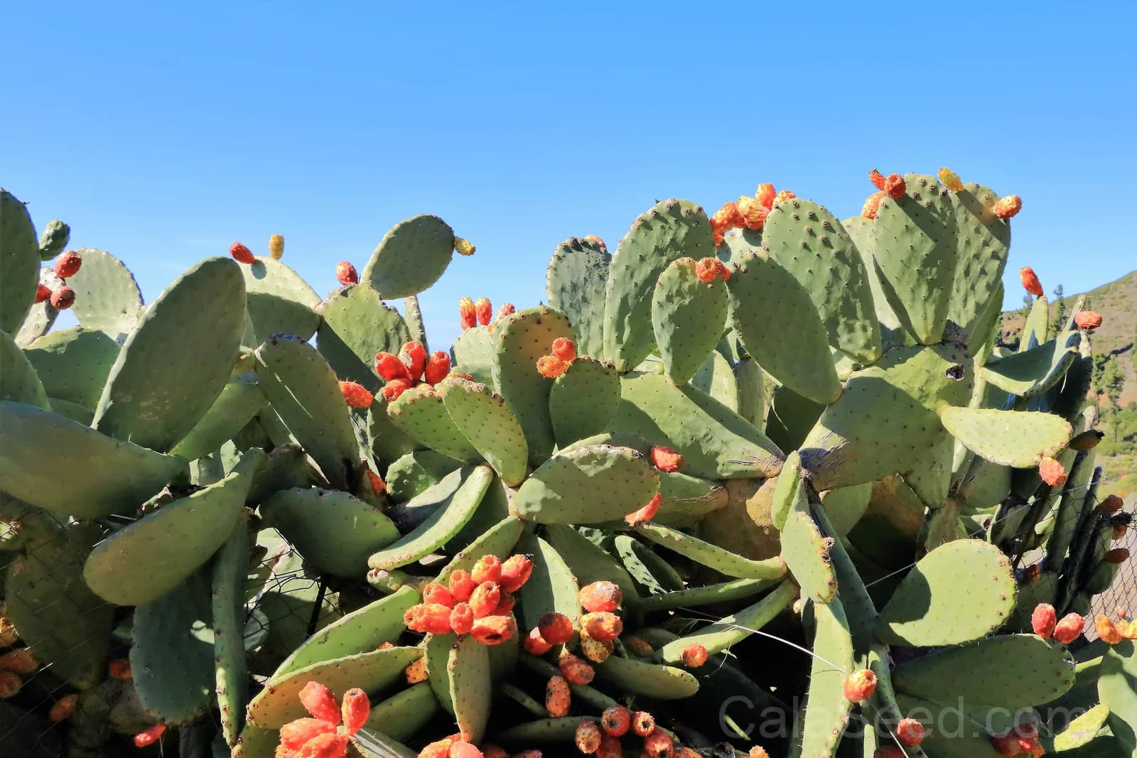Prickly Pear Cactus 'Opuntia Ficus-Indica' Seeds — Edible Fruit & Flowers - View 5