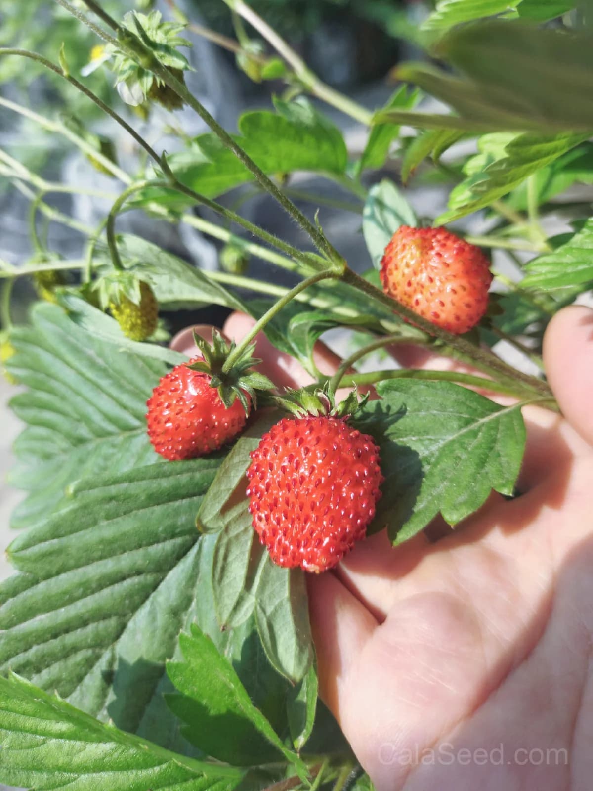 Strawberry 'Alexandria' Alpine Seeds — Sweet Perennial Fruit - View 3