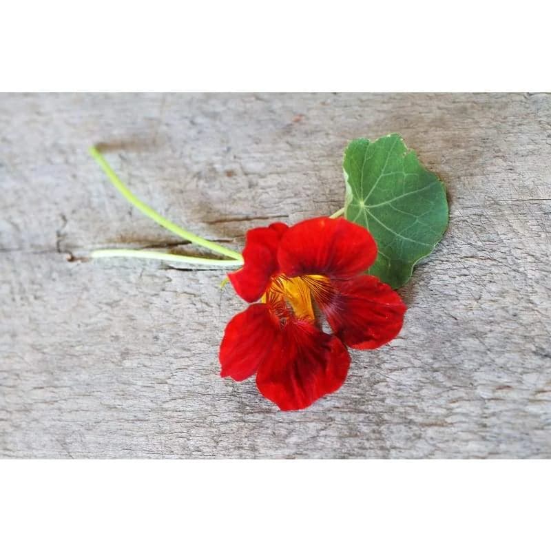 Black Velvet Nasturtium Seeds — Dark Velvety Blooms - View 4