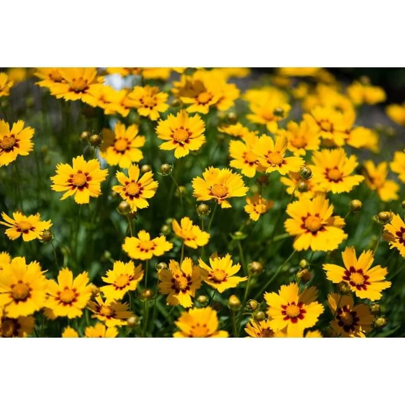 Baby Sun Coreopsis Seeds — Compact Dwarf Perennial Bloom - View 3