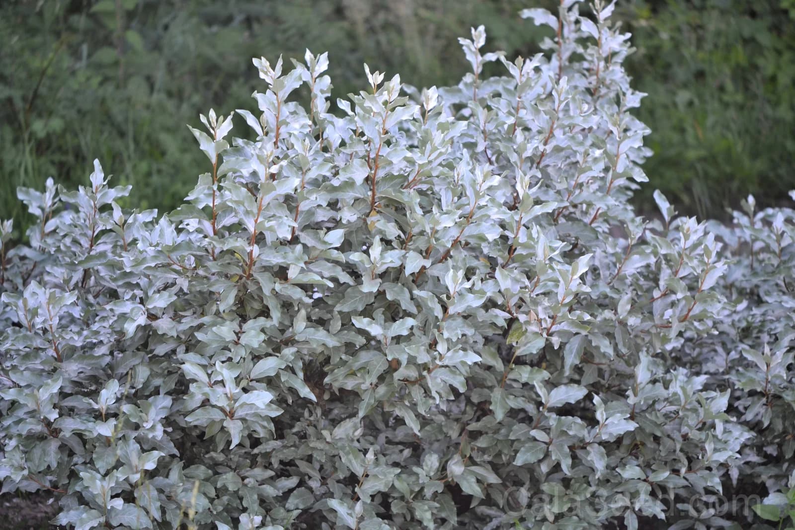 American Silverberry 'Wolf Willow' Seeds — Edible Wild Berry Shrub - View 4
