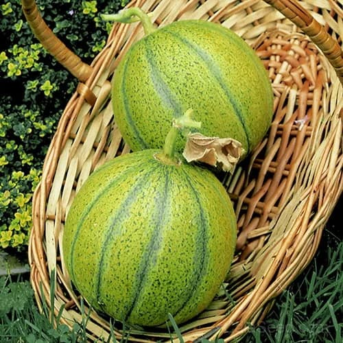 Melon 'Ogen' Seeds β Sweet Israeli Heirloom Fruit - View 2
