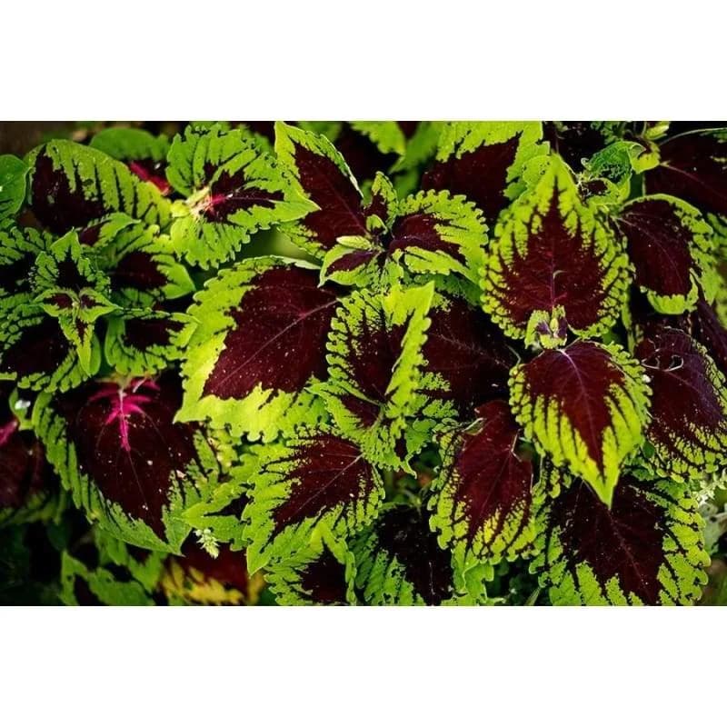 Kong Series Mix Coleus Seeds — Vibrant Foliage Shade Garden - View 8
