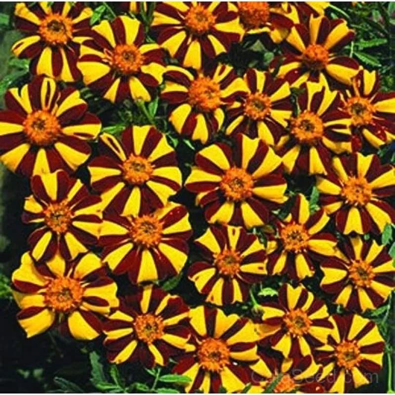 Marigold 'Mr Majestic' Seeds — Large Golden Blooms - View 3
