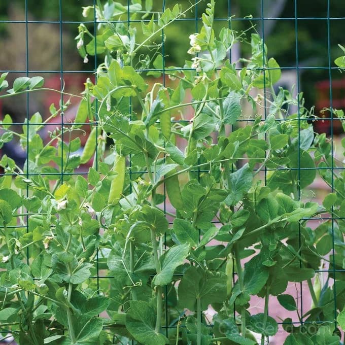 Blue Bantam Dwarf Pea Seeds — Compact Heirloom Shelling Pea - View 3