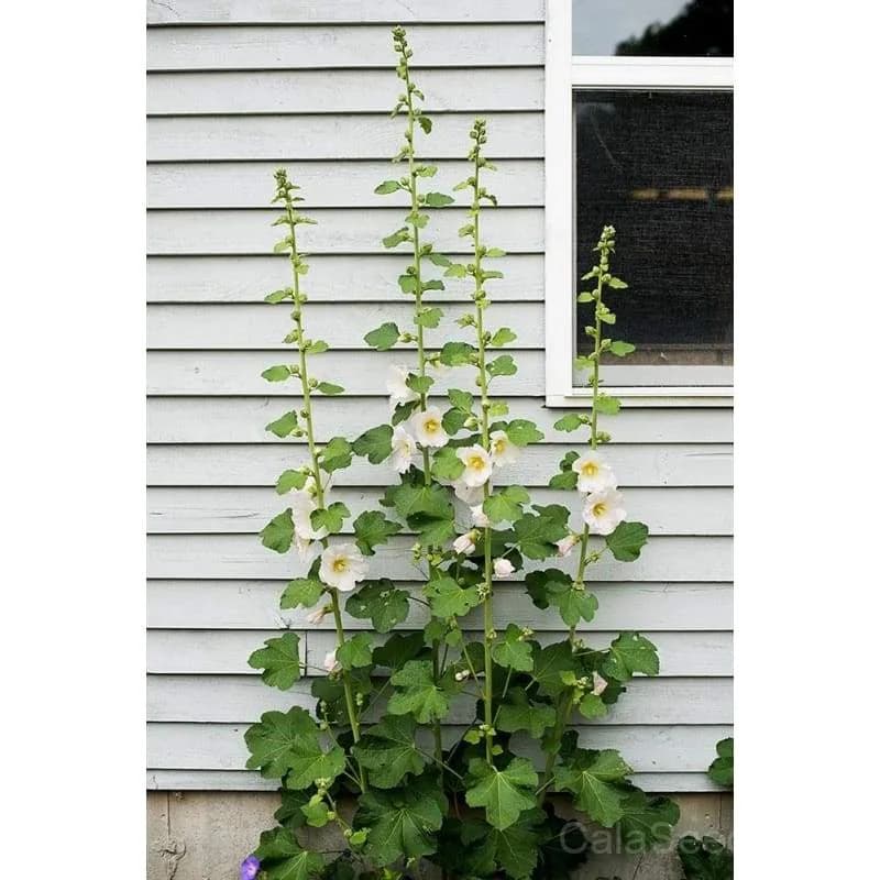 Antwerp Hollyhock Seeds — Classic Cottage Garden Bloom - View 9