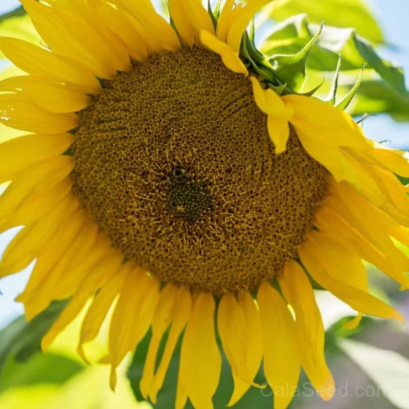 Giant Gray Stripe Sunflower Seeds — Massive Heirloom Bloom - View 1