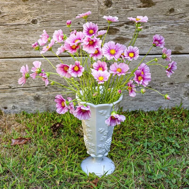 Daydream Cosmos Seeds — Ethereal Pink Summer Blooms - View 3