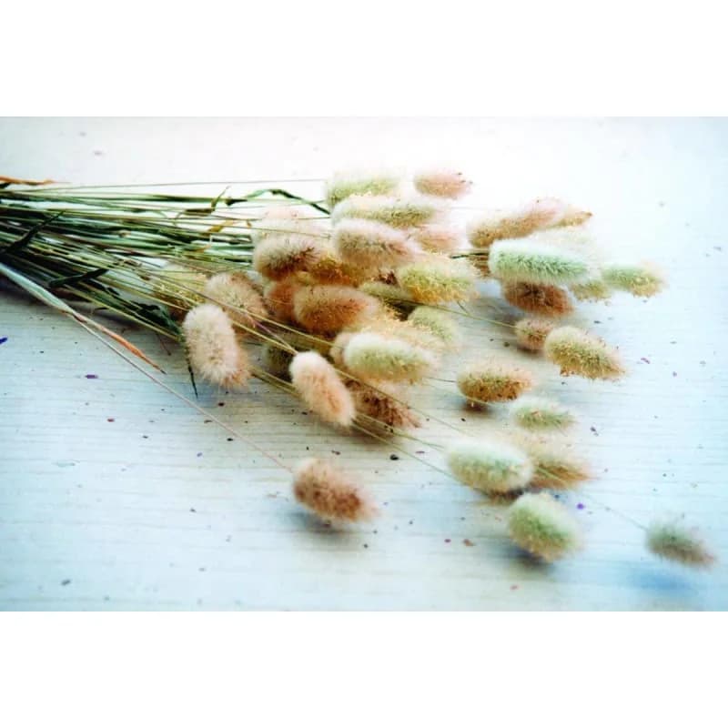 Bunny Tail Grass Seeds — Ornamental Fluffy Plumes - View 3