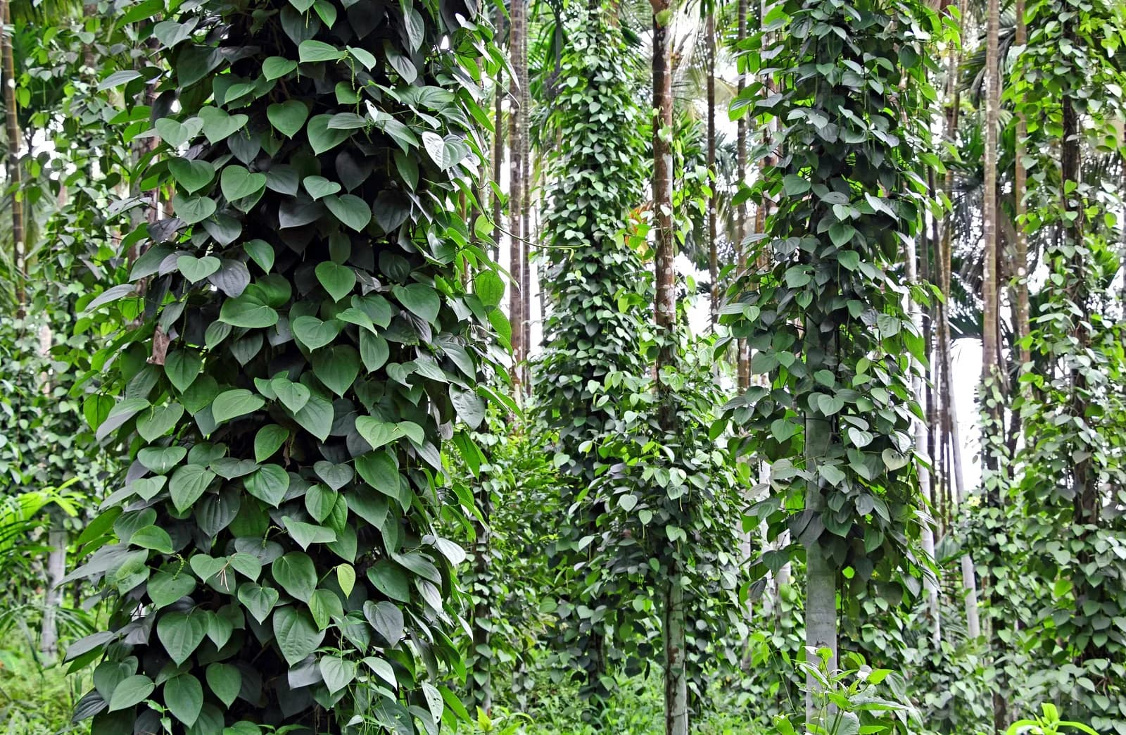 Black Peppercorn 'Piper Nigrum' Seeds — Spice Vine for Cooking - View 5