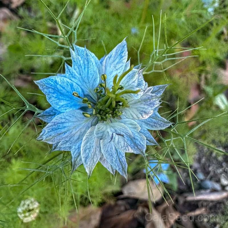Persian Jewels Nigella Seeds — Exquisite Ornamental Blooms - View 3