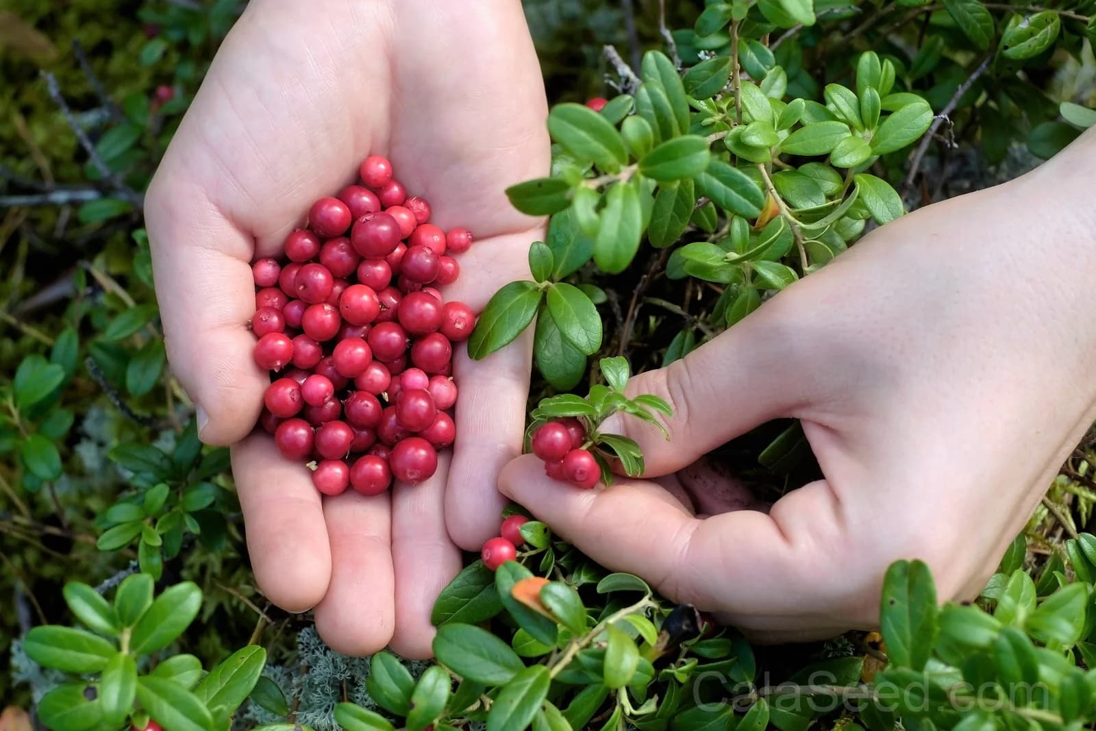 Lingonberry 'Mountain Cranberry' Seeds — Dwarf Evergreen Edible Fruit - View 5
