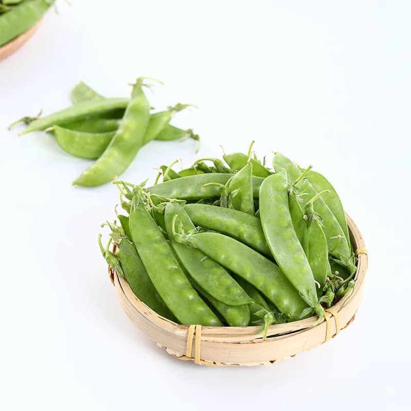 Oregon Sugar Pod II Pea Seeds — Sweet Snow Pea Variety - View 8