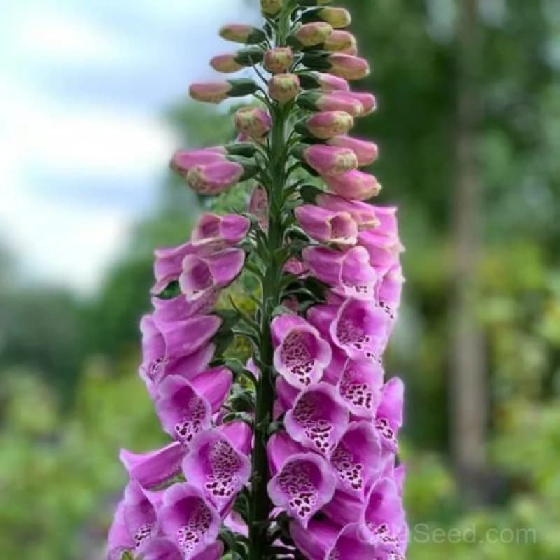 Excelsior Hybrid Foxglove Seeds — Tall Biennial Blooms - View 3