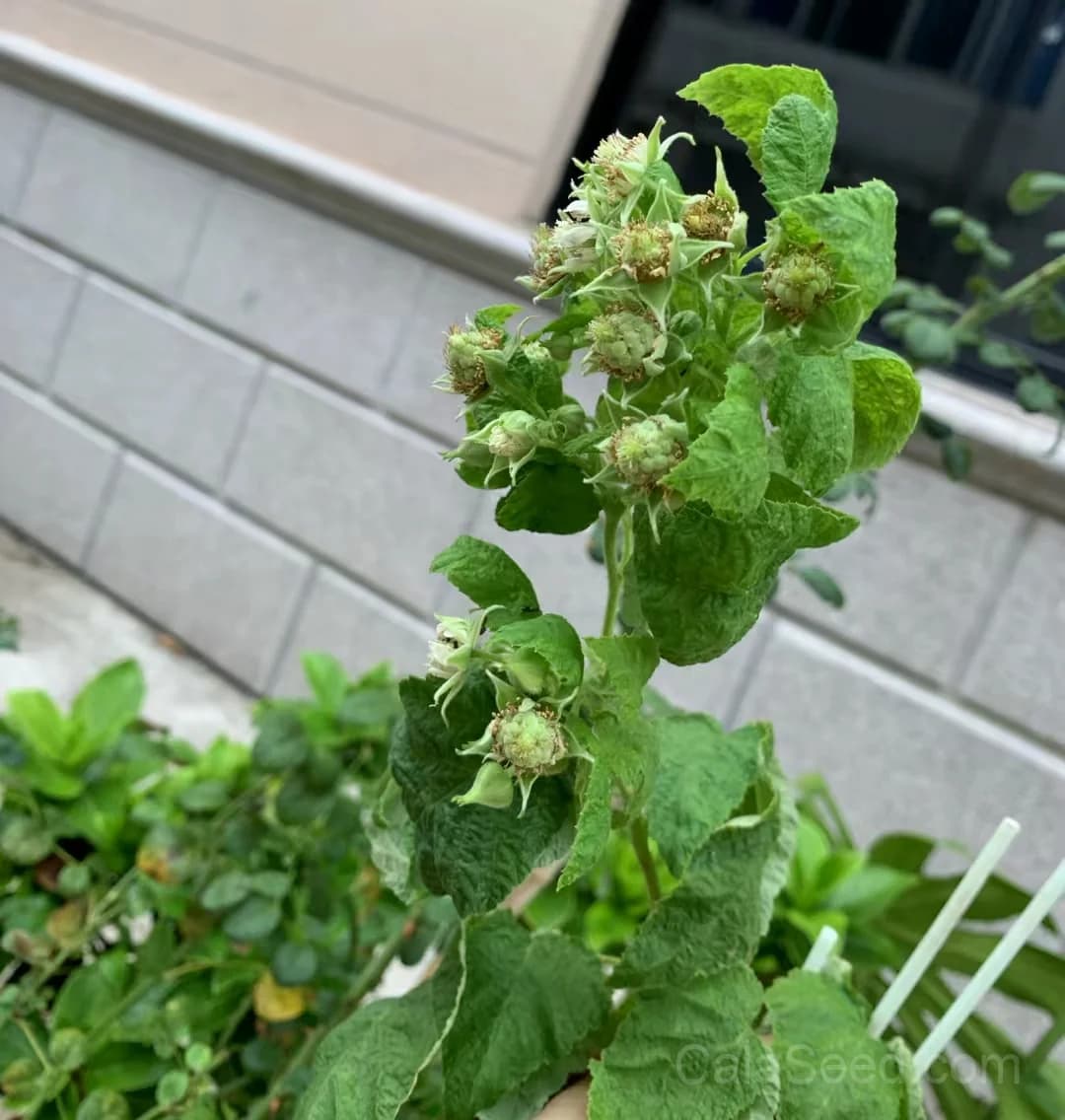 'Autumn Fire' Raspberry Seeds — Vigorous Fall-Bearing Fruit - View 2