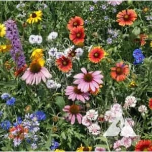 North American Wildflower Mix Seeds — Native Pollinator Blend - View 1