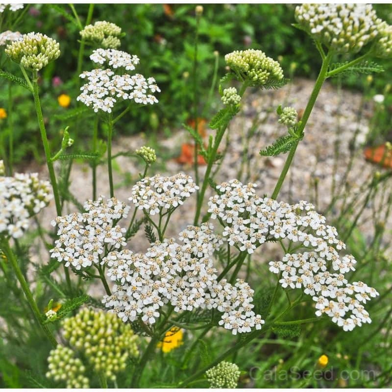 White Yarrow Seeds — Native Perennial Wildflower - View 1