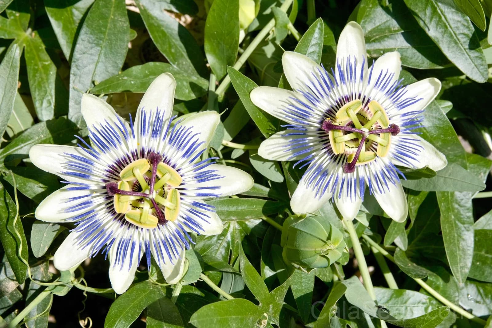 Blue Crown Passion Flower Seeds — Orange Fruit Vine - View 3