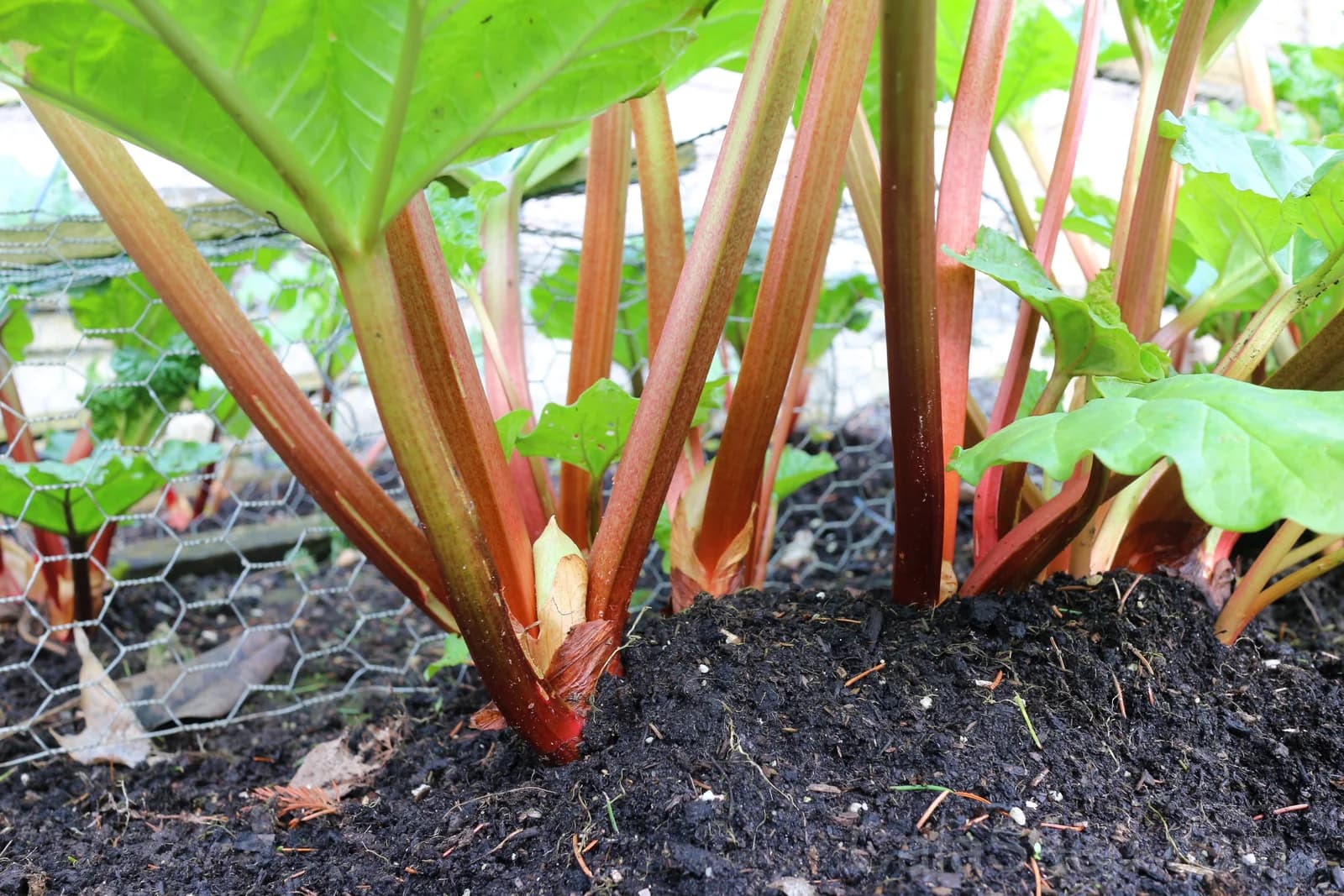 Glaskins Perpetual Rhubarb Seeds — Classic Pieplant Vegetable - View 7
