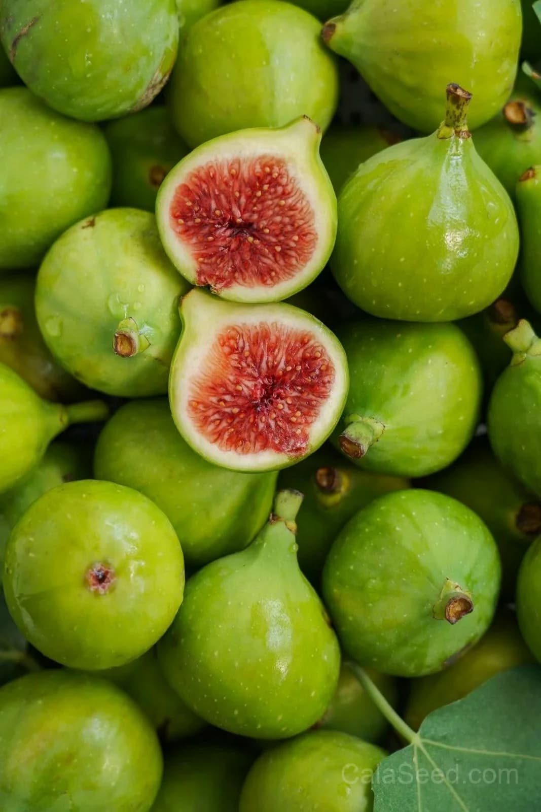 Fig 'Green' Seeds — Sweet Honeyed Fruit - View 1