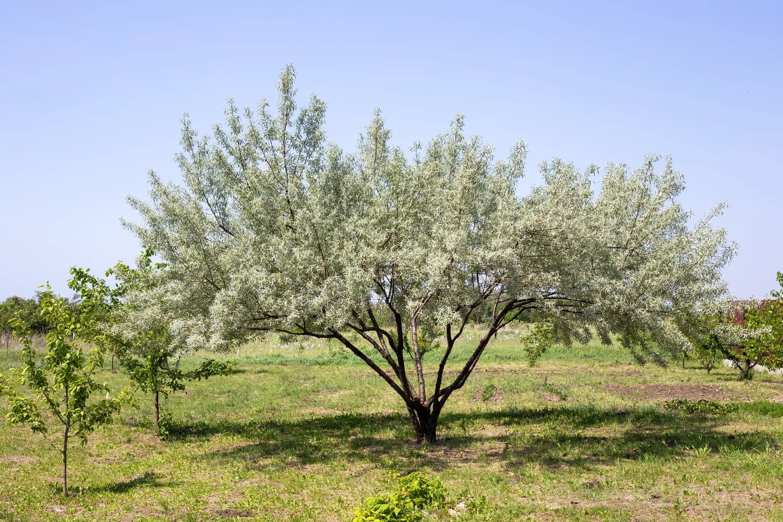 American Silverberry 'Wolf Willow' Seeds — Edible Wild Berry Shrub - View 5