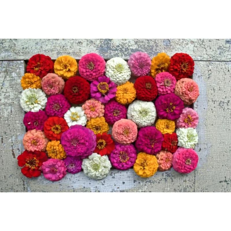 Oklahoma Formula Mix Zinnia Seeds — Vibrant Heat-Tolerant Blooms - View 3