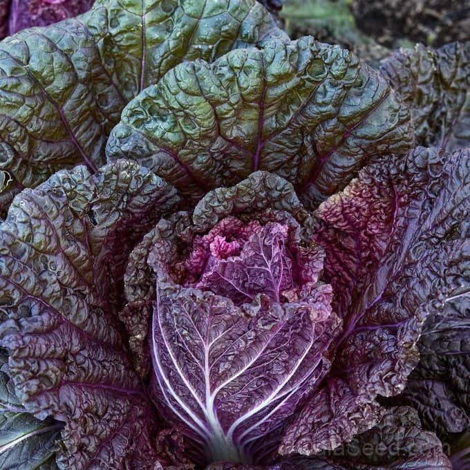 Wine Leaf Napa Cabbage Seeds — Sweet Asian Stir-Fry Green - View 2