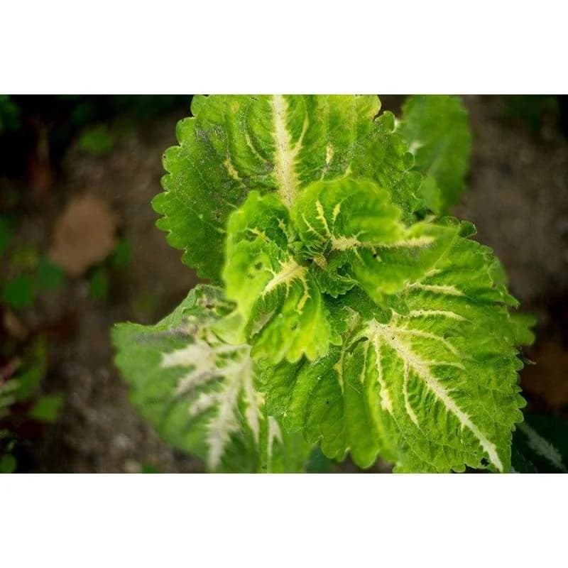 Kong Series Mix Coleus Seeds — Vibrant Foliage Shade Garden - View 6