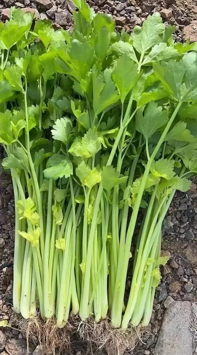 Tango Celery Seeds — Crisp Heirloom Stalks - View 2