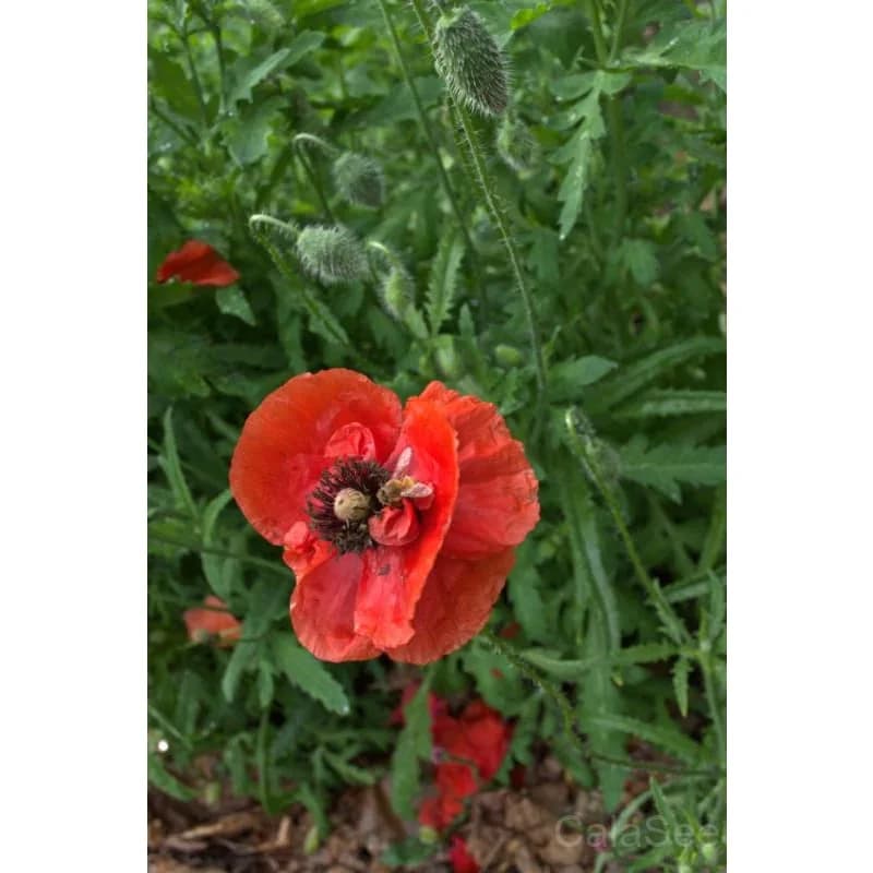 Field Poppy Seeds — Vibrant Wildflower Bloom - View 2