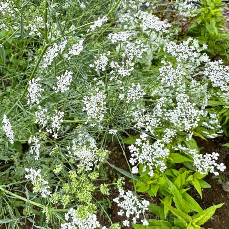Bishop's Flower Seeds — Native Wildflower for Pollinators - View 1