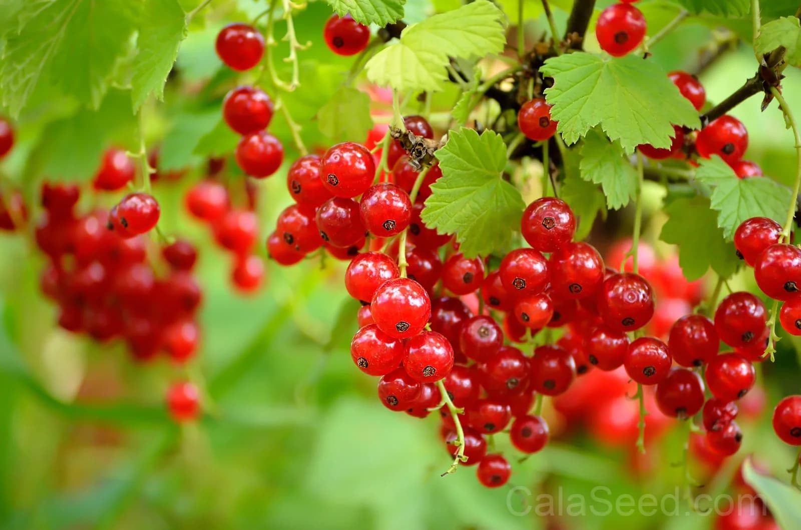 Red Wax Currant 'Ribes Cereum' Seeds — Edible Pink-Flowered Shrub - View 2