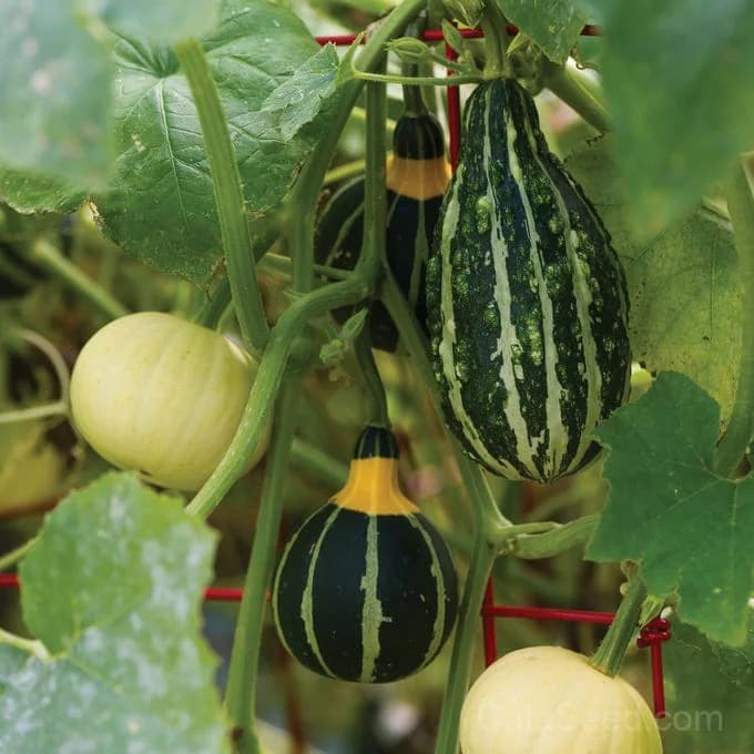 Small Fancy Mix Ornamental Gourd Seeds — Decorative Autumn Harvest - View 3
